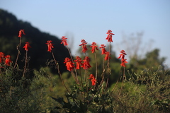 Erythrina humeana, photograph (c) Suvarna Parbhoo Mohan, some rights reserved (CC BY-SA)