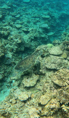 Chelonia mydas