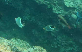 Chaetodon ephippium