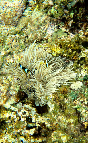 Amphiprion clarkii