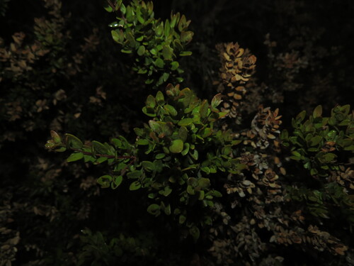 Myrceugenia rufa, photograph 2