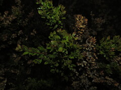 Myrceugenia rufa, photograph (c) Nicolás Lavandero, some rights reserved (CC BY)