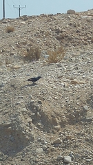 Onychognathus tristramii