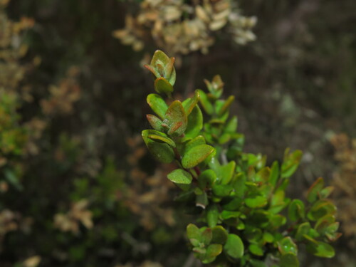 Myrceugenia rufa, photograph 3