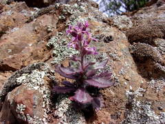 Streptanthus hispidus