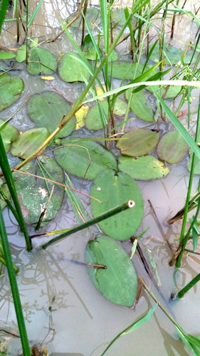 Hydrocleys martii, photograph 1