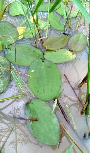 Hydrocleys martii, photograph 2