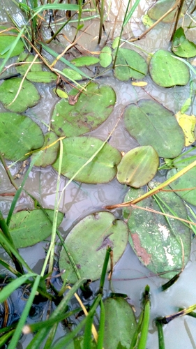 Hydrocleys martii, photograph 3