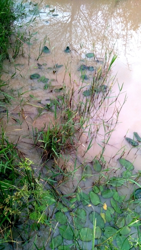 Hydrocleys martii, photograph 5