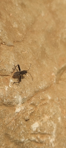 Camptopus lateralis
