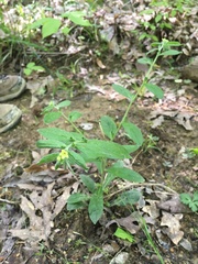 Myosotis macrosperma