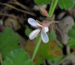 Pelargonium fragrans