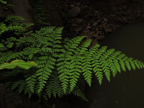 Hypolepis rugosula, photograph 5