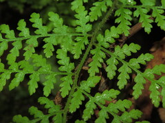 Hypolepis rugosula, photograph (c) Nicolás Lavandero, some rights reserved (CC BY)