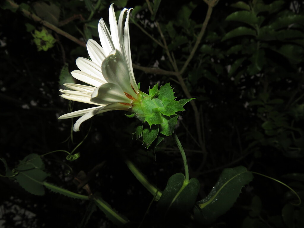 Mutisia latifolia; photograph (c) Nicolás Lavandero, some rights reserved (CC BY)