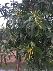Acacia auriculiformis image