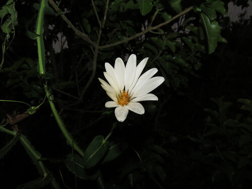 Mutisia latifolia, photograph 5