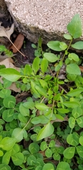 Lepidium sativum