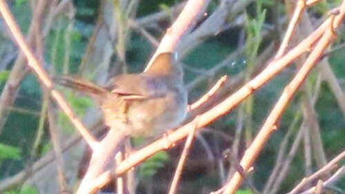 Rufous-fronted Thornbird (Phacellodomus rufifrons), photo 6