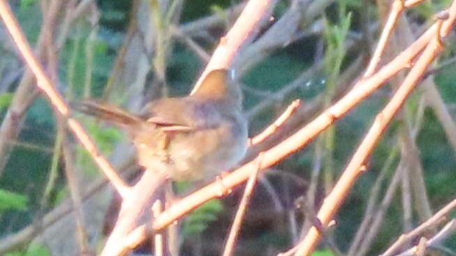 Rufous-fronted Thornbird (Phacellodomus rufifrons), photo 7
