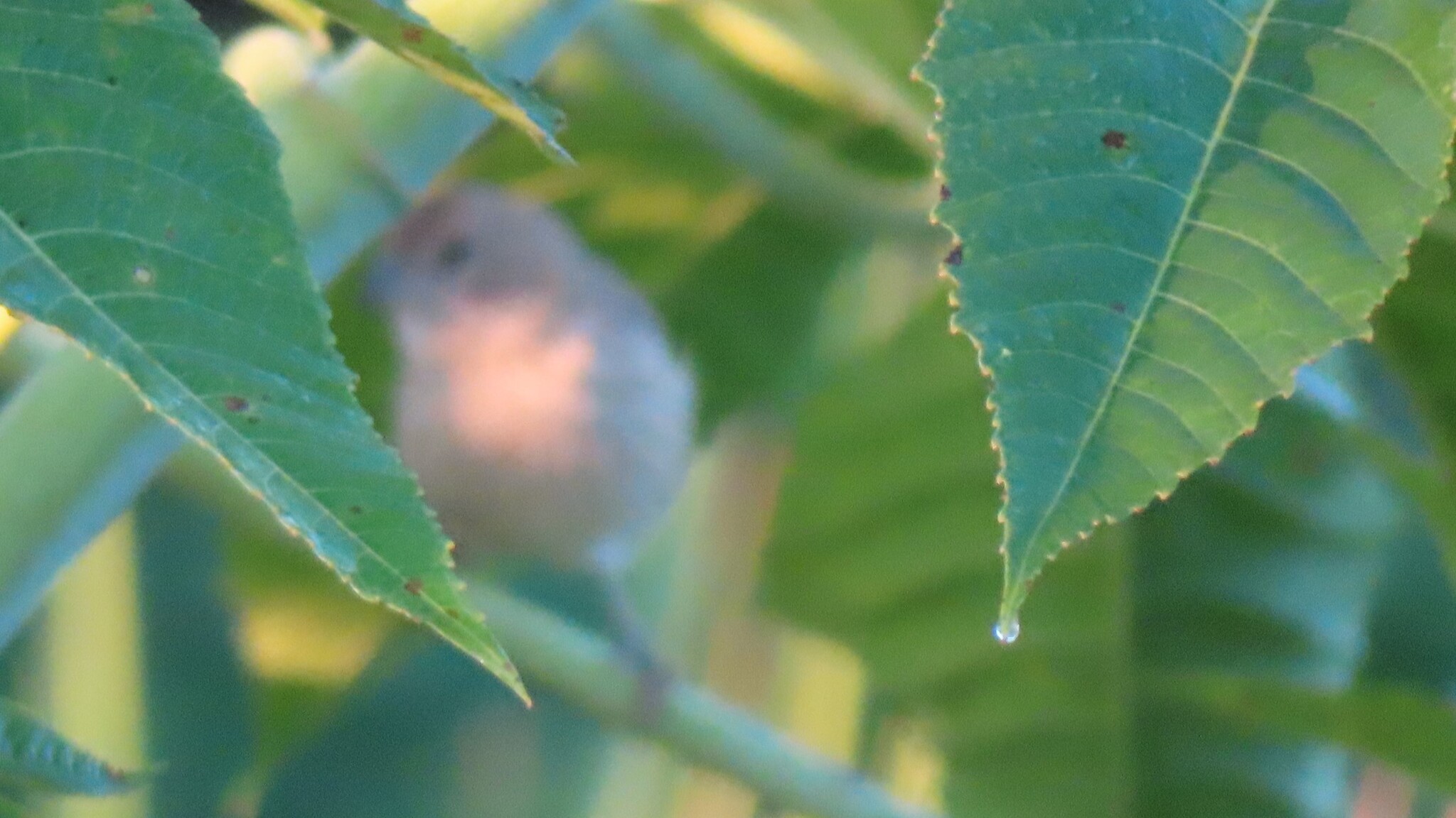 Planalto Slaty Antshrike (Thamnophilus pelzelni), photo 3