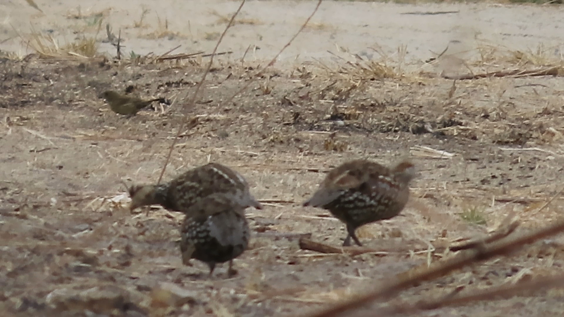Crested Bobwhite (Colinus cristatus), photo 5