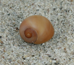 Littorina obtusata
