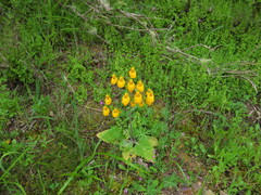 Calceolaria corymbosa, photograph (c) Nicolás Lavandero, some rights reserved (CC BY)