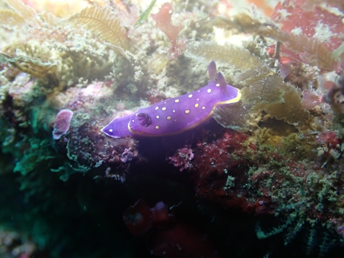 Felimida luteorosea