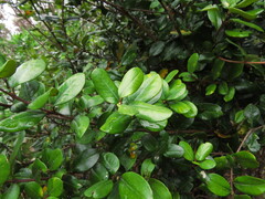 Myrceugenia correifolia, photograph (c) Nicolás Lavandero, some rights reserved (CC BY)