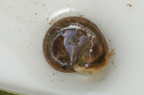 Planorbis carinatus observed 2026-04-27