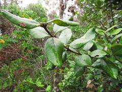 Myrceugenia correifolia, photograph (c) Nicolás Lavandero, some rights reserved (CC BY)