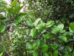 Myrceugenia correifolia, photograph (c) Nicolás Lavandero, some rights reserved (CC BY)