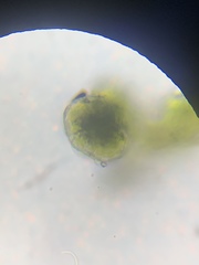 Bacidina delicata