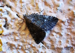 Eubolina impartialis