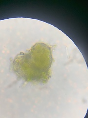 Bacidina delicata