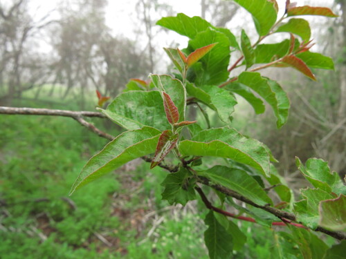 Schinus latifolia