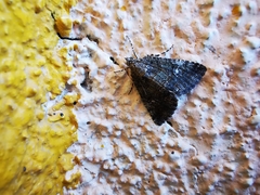 Eubolina impartialis