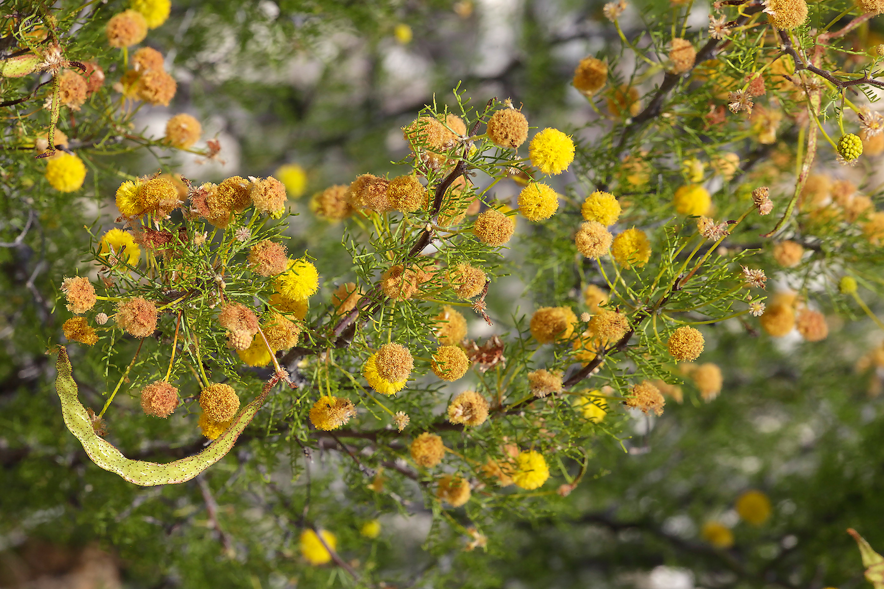 Vachellia schottii