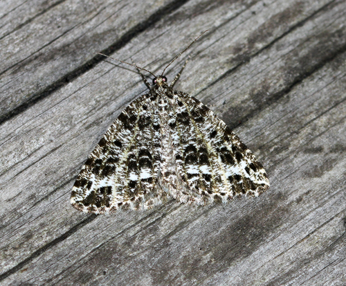 Marbled Wave Moth photo 2