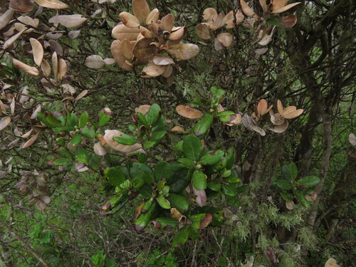 Myrceugenia correifolia, photograph 1