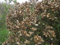 Myrceugenia correifolia