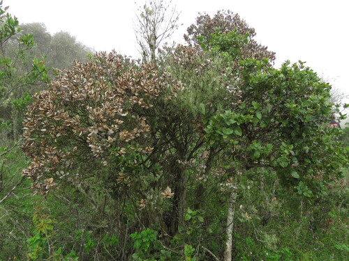 Myrceugenia correifolia, photograph 2
