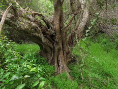 Murta (Myrceugenia exsucca)