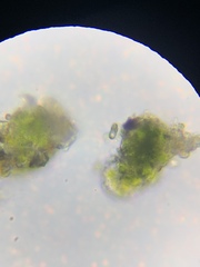 Bacidina delicata