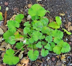 Pelargonium fragrans