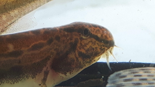 Spined Loach, 9215 VZ De Veenhoop, Nederland, photo 9 of 10