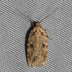 Agonopterix canadensis