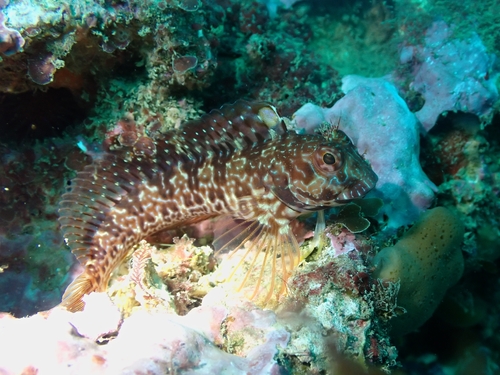 Parablennius pilicornis