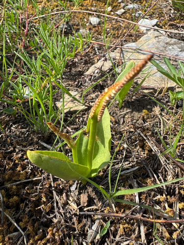Ophioglossum engelmannii